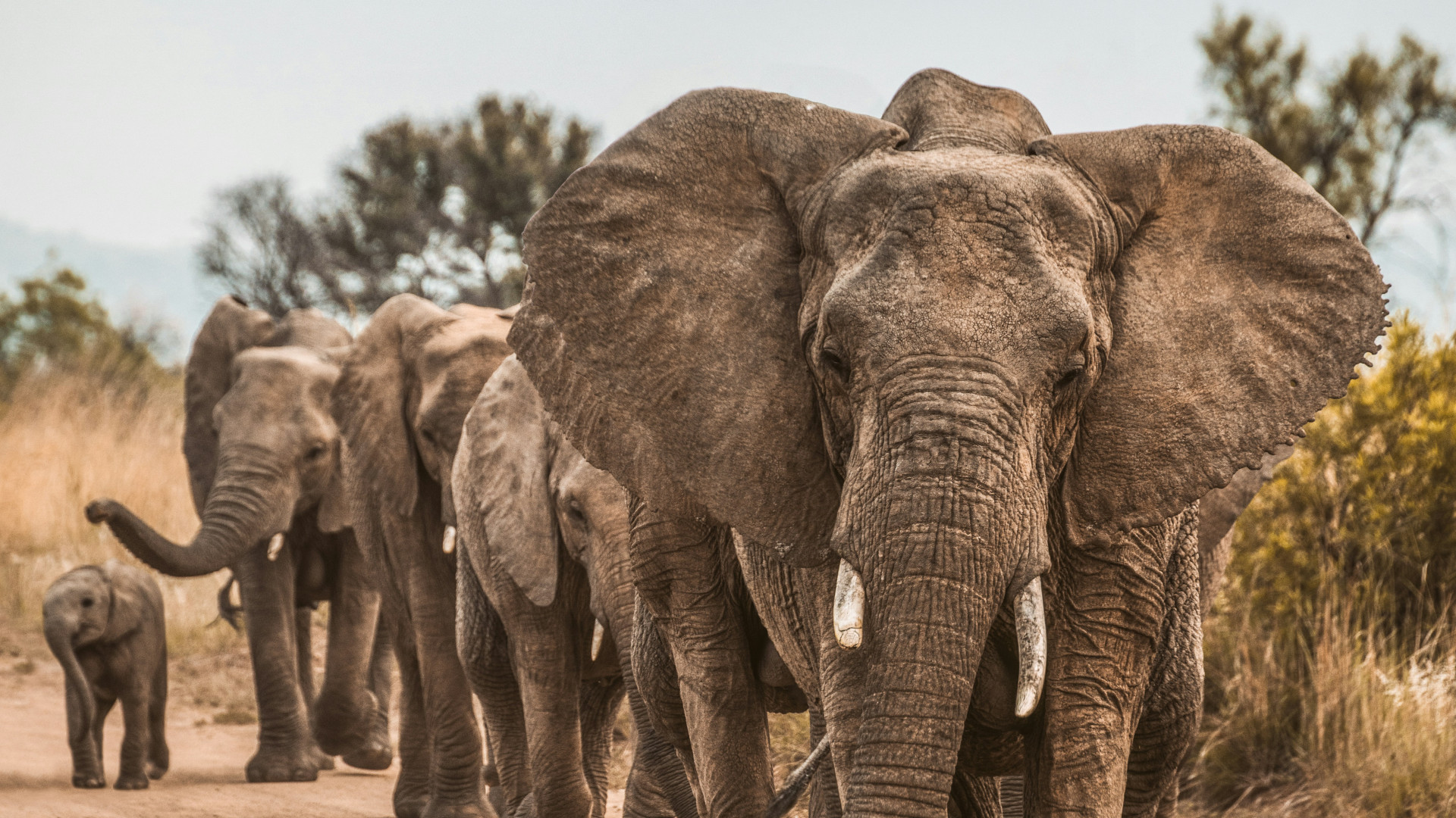 Découvrir l'Afrique du Sud à travers un voyage sur mesure